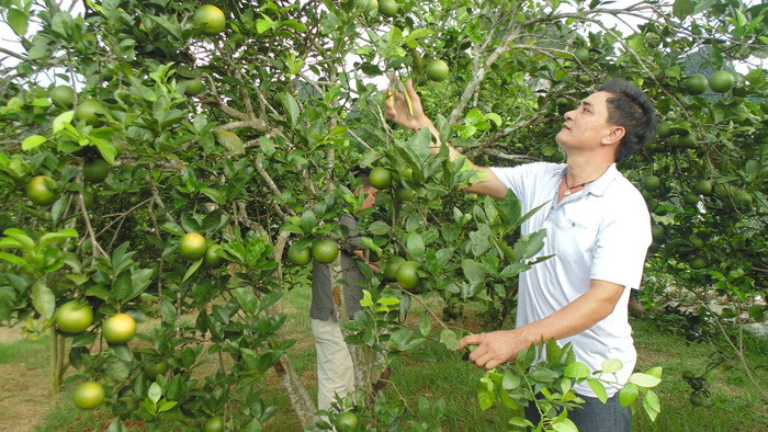 Cây cam là cây dang cho thu nhập cao nhất ở Con Cuông. Ảnh: T.V