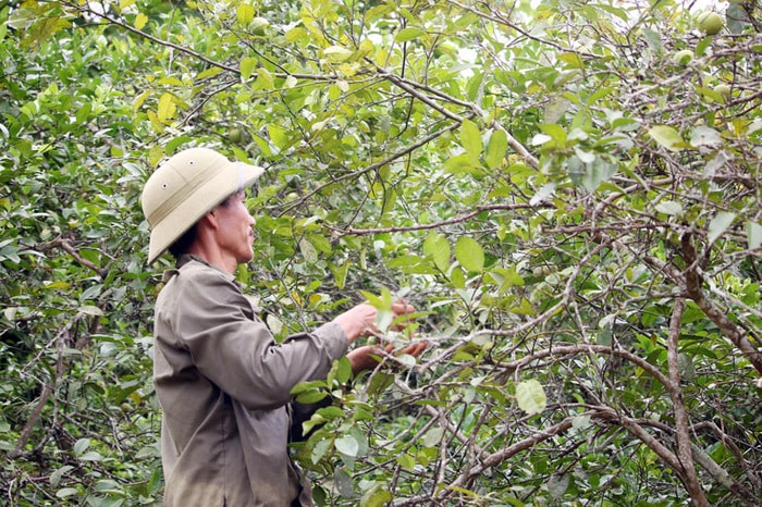 Mùa hái chanh ở thôn Bãi Ổi diễn ra đã khoảng 3 thang nay nhưng người dân không mấy mặn mà vì thứ trái cây công nghiệp này đang rớt giá thả hại. Ảnh: Hữu Vi