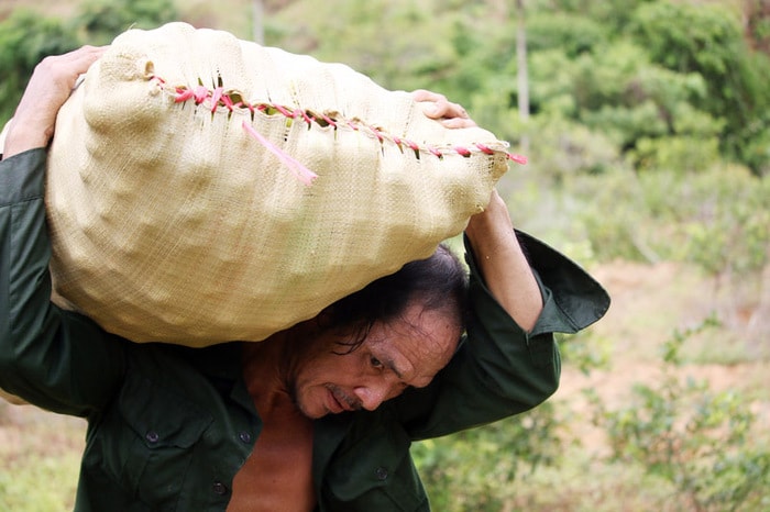 Người trồng chanh đang gánh lỗ nặng vì chanh rớt giá thê thảm. Ảnh: Hữu Vi