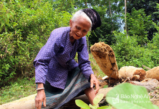 Cái tay không còn khỏe, sức lực không còn như xưa nhưng cụ bà hơn 80 này vẫn nhặt nhạnh từng tấm củi lớn để nấu nướng. Ảnh: Đình Tuân