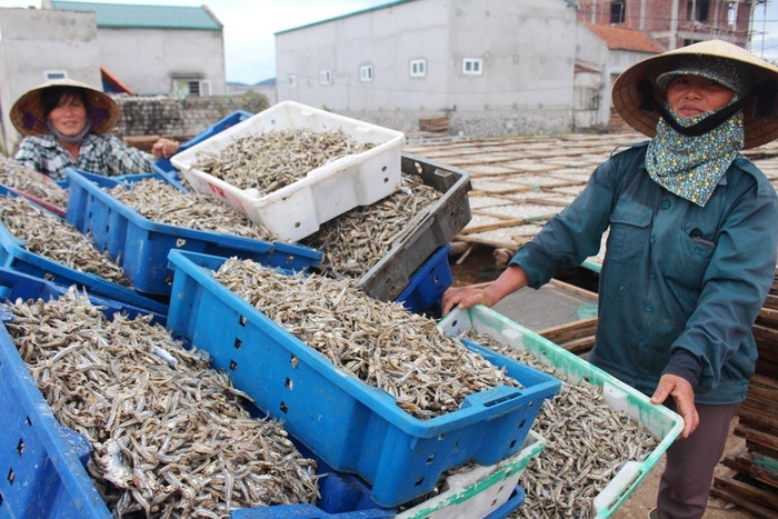 Từ tháng 9-12 dương lịch, các cơ sở chế biến cá trỏng ở khối Phú Lợi (Quỳnh Dị) hoạt động hết công suất nhằm cung ứng sản phẩm ra thị trường. Ảnh: Việt Hùng