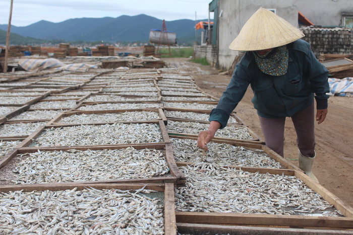 Chị Nguyễn Thị Thúy- một cơ sở chế biến cá trỏng trên địa bàn cho biết, hiện đang vào mùa nên mỗi ngày chị thu mua từ 5-7 tấn cá trỏng tươi với giá 15.000 đồng/kg. Sau khi chế biến bằng công nghệ hấp sấy, phơi khô, mỗi ngày chị đóng gói xuất bán ra thị trường từ 3-4 tấn. Ảnh: Việt Hùng