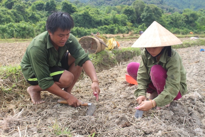 Phương thực gieo hàng cách hàng 60cm, cây cách cây 25cm. Ảnh: Đình Tuân