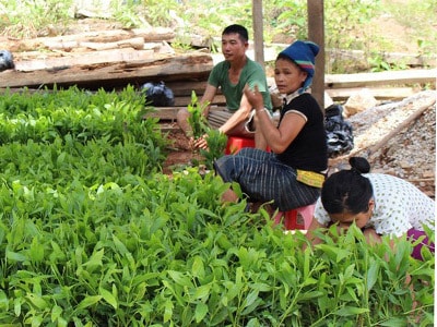 Người dân huyện Quế Phong ươm giống cây trồng rừng. Ảnh: Mỹ Nga