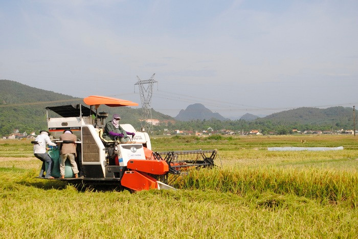 Thu hoạch lúa trên cánh đồng mẫu lớn ở Hưng Nguyên. Ảnh: Phú Hương