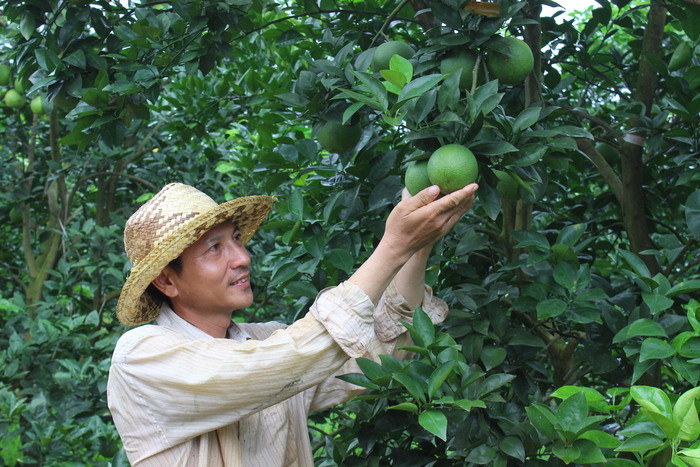 Anh Võ Văn Hiệp xóm Minh Kính, xã Minh Hợp (Quỳ Hợp) chăm sóc vườn cam.