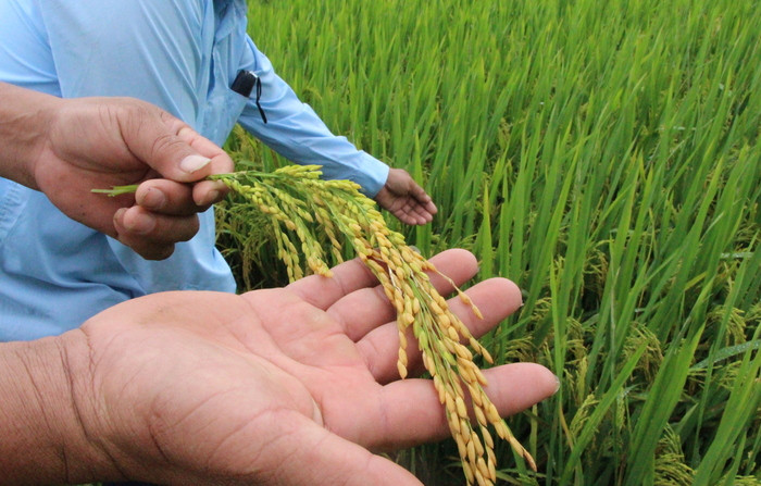 Công ty CP Vật tư NN Nghệ An trồng nhiều giống lúa chất lượng cao ở Hưng Nguyên