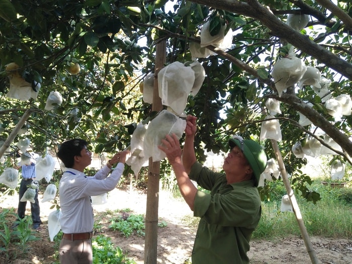 Hiện nay, bưởi Diễn được trồng nhiều tại các xã Cẩm Sơn, Đỉnh Sơn, Hùng Sơn, Vĩnh Sơn, Lạng Sơn. Ảnh: Thái Hiền