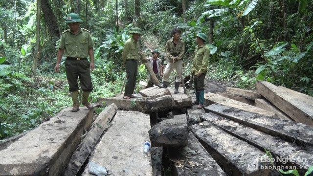 Cơ quan chức năng kiểm đếm gỗ tang vật tại xã Tam Hợp (Tương Dương). Ảnh tư liệu.