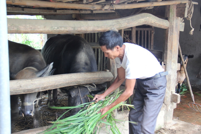 Ngoài tham gia công tác tại địa phương, Bí thư Chi bộ xóm 12, xã Lam Sơn Võ Văn Huyên còn tích cực sản xuất chăn nuôi phát triển kinh tế. Ảnh: Hoài Thu