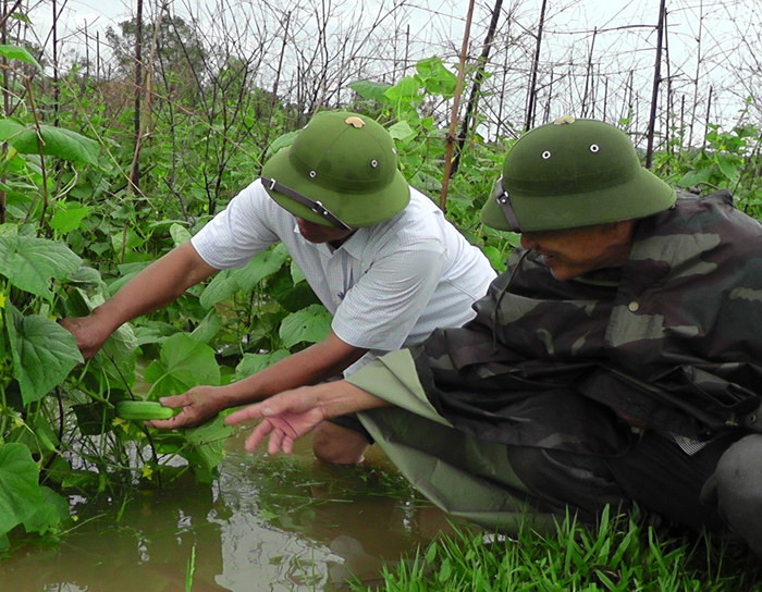 Cây dưa chuột bắt đầu cho thu hoạch, nhưng bị ngập nước sẽ gây thối rễ sau khi nước rút. Ảnh: Thái Hồng