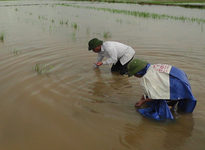 Gần 10 ha Ngô mới gieo trỉa của xã Minh Thành bị ngập chìm trong nước. Ảnh: Thái Hồng