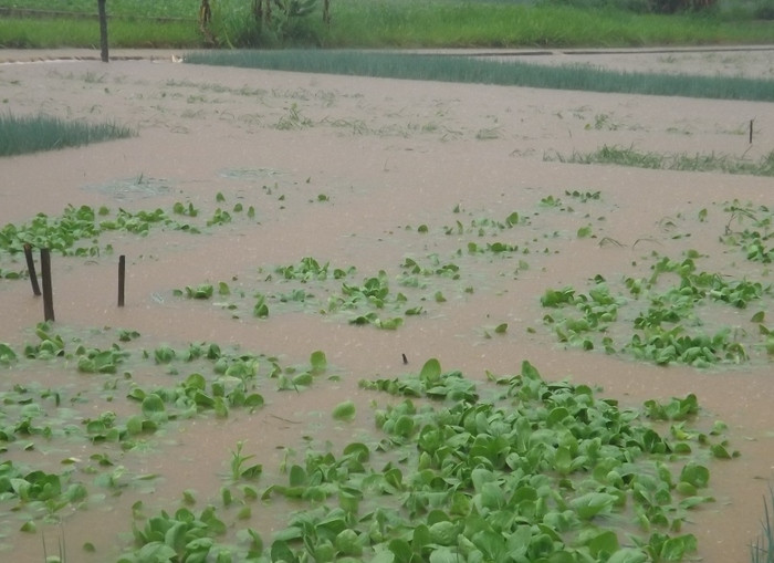 Tại vùng bãi ngang huyện Quỳnh Lưu, mưa to đã làm ngập hơn 150 ha rau mới gieo trồng. Ảnh: Việt Hùng