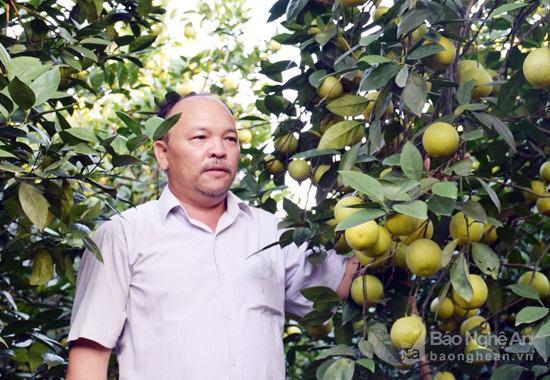 Ông Nguyễn hữu Bingf chủ trang trại cam ở xã Đồng Thành, huyện Yên Thành. Ảnh: Xuân Hoàng