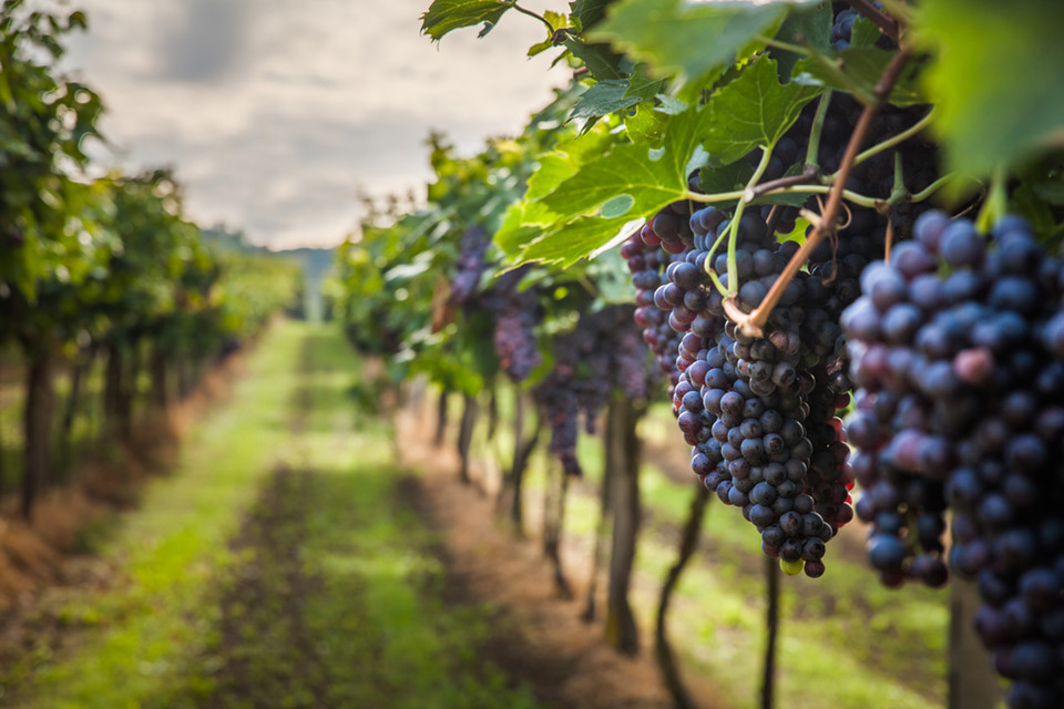 Chuyến đi thử rượu vang: Thung lũng Napa (California, Mỹ) là nơi có cảnh sắc tuyệt đẹp, những cánh đồng nho rộng mênh mông. Du khách có thể chọn chuyến đi đến địa điểm này để ngắm cảnh và thử rượu vang. Đây cũng là cách đơn giản giúp bạn và người thân gắn kết với nhau hơn, cũng như có những giây phút trải nghiệm thú vị.