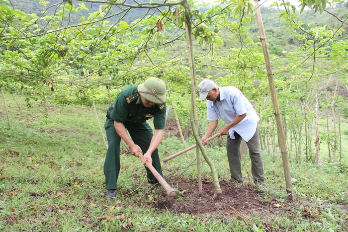 Bộ đội Đồn Biên phòng Mỹ Lý giúp dân chăm sóc cây chanh leo. Ảnh: Hoài thu