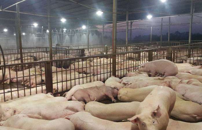 Phát hiện hàng ngàn con lợn bị tiêm thuốc an thần trước khi giết mổ.