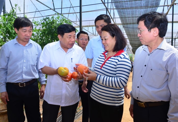 Cà chua trồng trong nhà kính của Công ty trồng trọt và thương mại Kim Bằng. Ảnh: Thành Duy