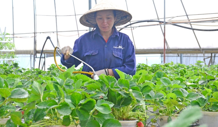 Công nhân Công ty TNHH trang trại Lang Biang chăm sóc dâu tây. Ảnh: Thành Duy