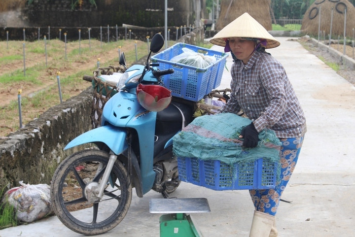 Nhiều thương lái phải dậy từ sáng sớm để lùng mua, tranh giành từng bó rau để có hàng đi chợ bán. Ảnh: Việt Hùng