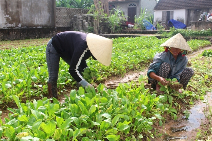 Hiện giá các loại rau tại ruộng đều tăng cao gấp 2 - 3 lần so với trước đây. Ảnh: Việt Hùng