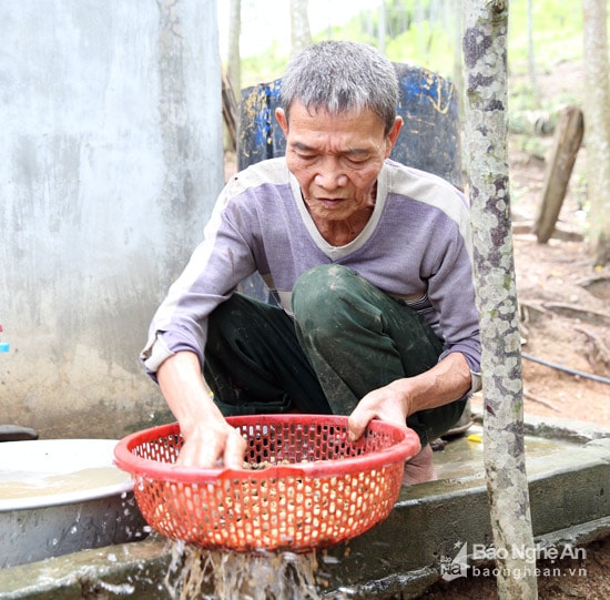 Ông Nguyễn Viết Nam rửa lạc do chính ông trồng được. Ảnh Hữu Vi