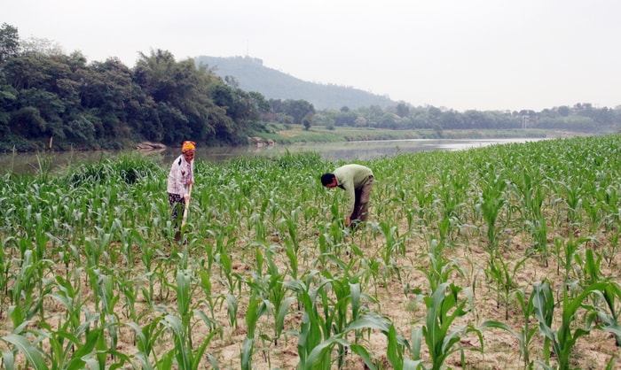 Ngô phát triển rất tốt trên vùng bãi Vĩnh Đội trên (Khối Quang Phú, Phường Quang Tiến, TX Thái Hòa). Ảnh: Hoàng Thủy