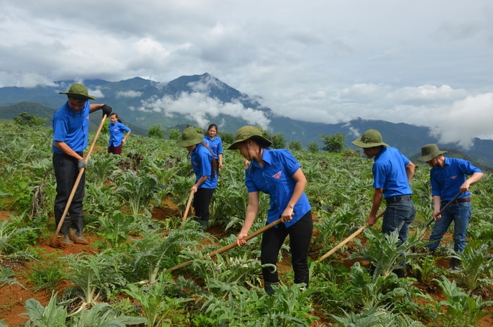 Tuổi trẻ Đoàn Kinh tế - Quốc phòng 4 chăm sóc vườn dược liệu trên đỉnh Phù-xai-lai-leng (Kỳ Sơn).Ảnh: Nguyên Khoa