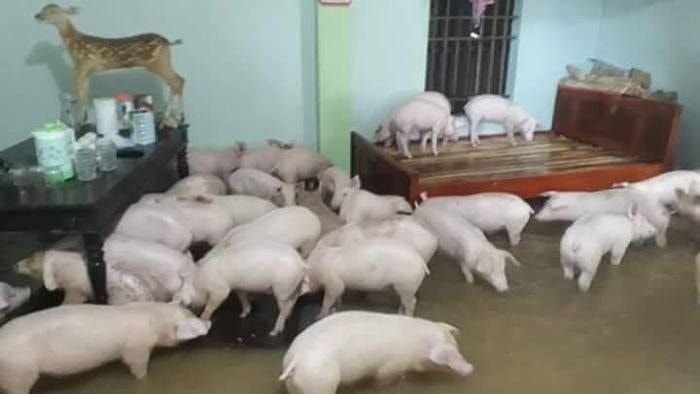 Người dân Hoàng Mai sơ tán vật nuôi vào nhà. Ảnh: Thanh Thủy.
