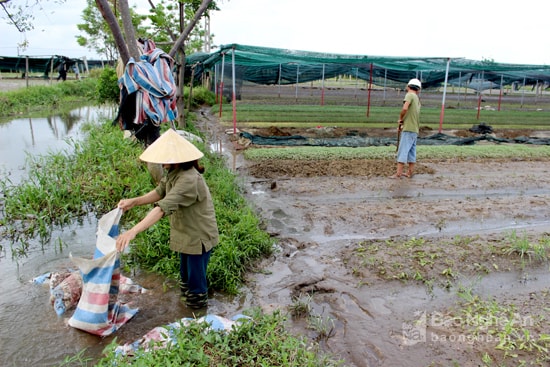 Người dân trồng rau xã Hưng Đông tháo bạt che phủ, cuốc xới đất để trồng lứa rau mới vì rau hiện tại đã bị mưa dập tơi tả. Ảnh: Quang An