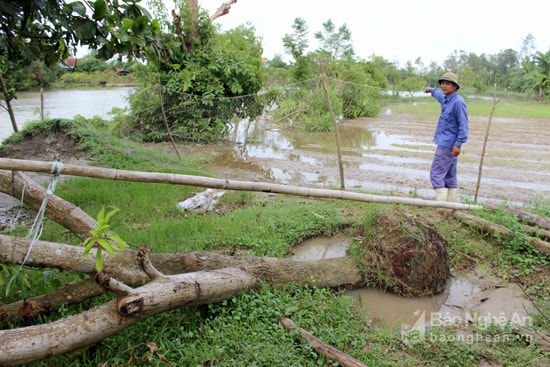 Cây cảnh của các hộ dân cũng bị mưa lớn gió to quật ngã, thiệt hại ước tính hàng chục triệu đồng. Ảnh: Quang An