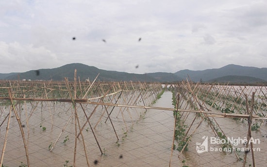 Cánh đồng trồng dưa leo ở Diễn An, Diễn Châu ngập trong biển nước. Ảnh: Phú Hương