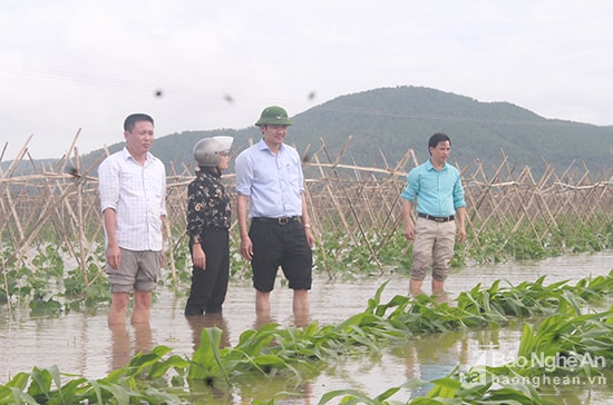 Nhiều diện tích ngô ở Diễn Châu bị ngập sâu, dự kiến khi nắng lên sẽ héo và chết rũ. Ảnh: Phú Hương