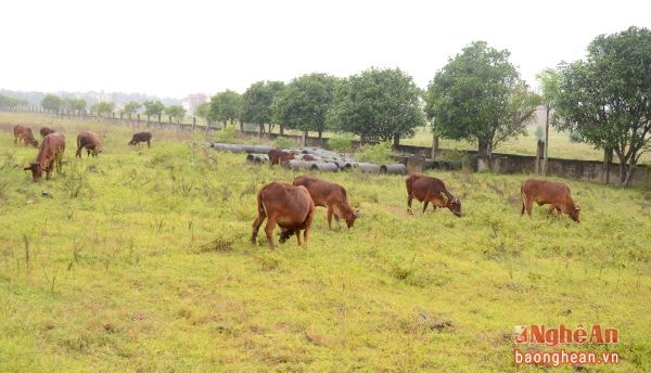 Dự án khu nghỉ dưỡng Sông Hồng tại phường Nghi Hòa (TX. Cửa Lò) thành bãi chăn thả bò gần 10 năm nay.