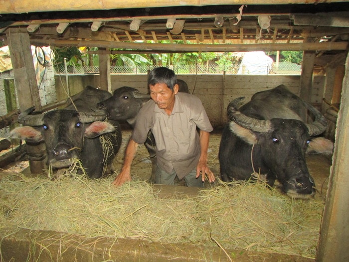 Ông Vi Văn Bình bản Khe Rạn, xã Bồng Khê đang chăm sóc đàn trâu trong những ngày mưa, bão. Ảnh: Bá Hậu