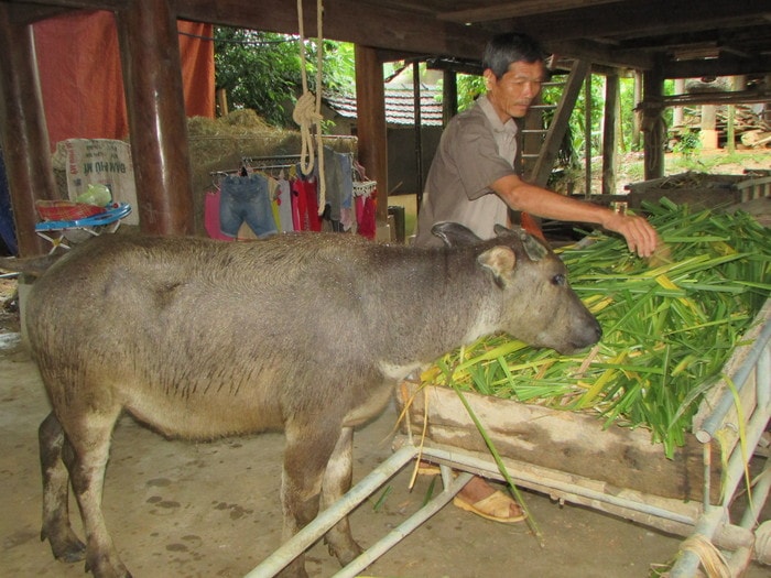 Khác với trước đây, hiện nay người dân đã trồng nhiều cỏ voi để tạo thức ăn cho trâu, bò những ngày mưa gió. Ảnh: Minh Hạnh