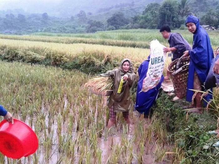 Lực lượng bộ đội biên phòng và đoàn thanh niên đã tích cực giúp người Na Loi dân thu hoạch lúa chạy lũ.