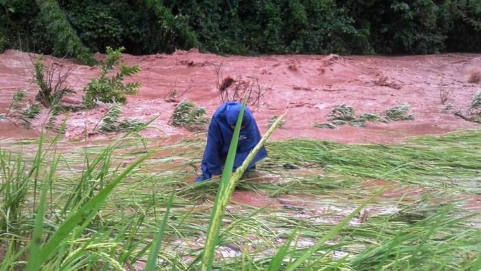 Nhiều diện tích lúa ở xã Na Loi bị vùi lấp dưới dòng nước đục ngầu bùn đất.