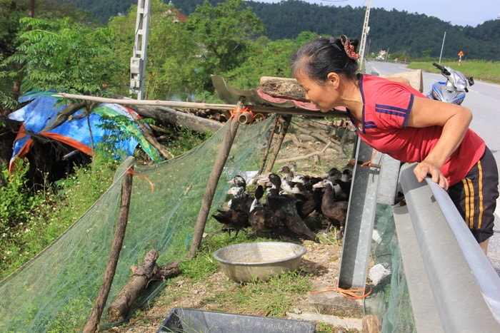 Bà Ngô Thị Minh (xóm 7, Hưng Lợi) vừa di dời đàn vịt lên phía trên đê Tả Lam vì chuồng nuôi đã ngập úng. Ảnh: Thiên Thiên