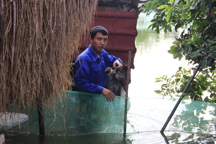 Chuồng gà ngập nước, con trai bà Minh đang mang nốt những con gà trống choai còn lại từ chuồng gà vào… Ảnh: Thiên Thiên