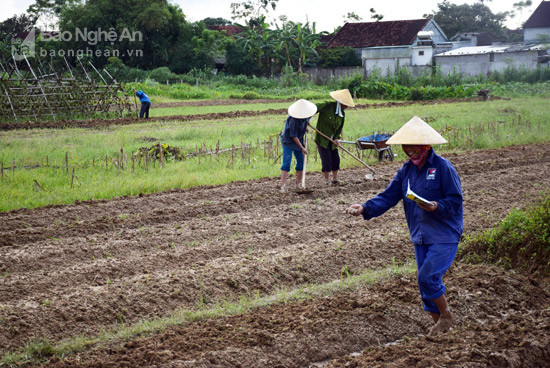 Bà con nông dân xóm 7, xã Nam Sơn tích cực sản xuất cây vụ đông trên đất 2 vụ lúa. Ảnh: Xuân Hoàng