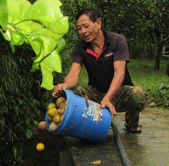 Cam rụng được đem đi đổ. Ảnh: Minh Hạnh