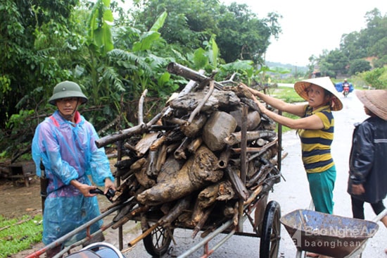 Nhiều gia đình huy động toàn lực đi vớt củi trên sông, kẻ trực vớt, người vận chuyển. Một người dân xã Thanh An cho biết: Chịu khó vớt củi lụt một chút, sẽ không phải đi rừng, không phải tốn tiền mua củi. Đợt lũ này, mỗi nhà dân ở đây cũng kiếm được vài ô tô củi, đun được cả năm. Ảnh: Huy Thư