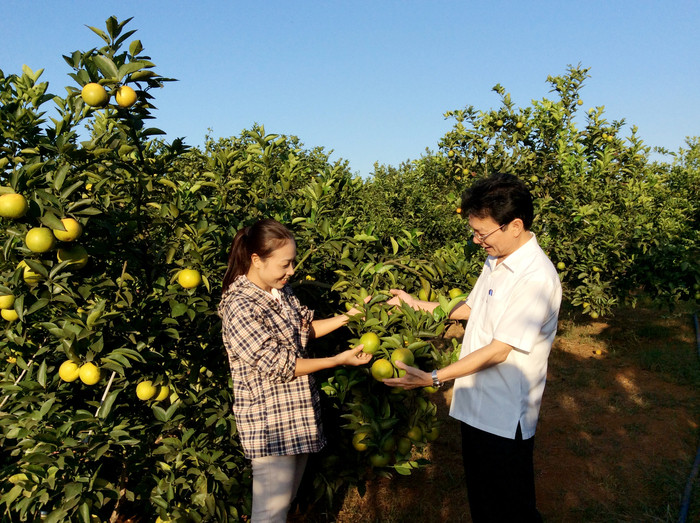 Đồng chí Nguyễn Hữu Nhị, Chủ tịch Hội Nông dân tỉnh tham quan mô hình trồng cam ở huyện Quỳ Hợp. Ảnh: Thanh Lê