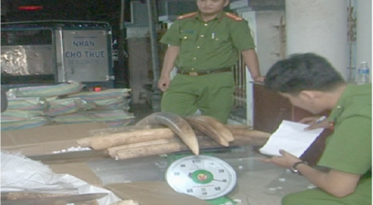 Công an tỉnh Bạc liêu đang lập biên bản vụ vận chuyển gần 1,5 tấn ngà voi.