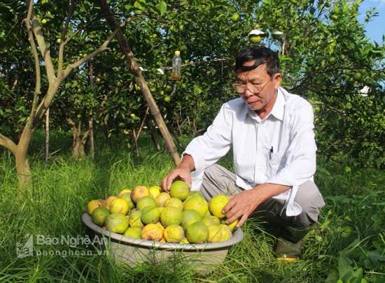 Trong ba tuần qua, vườn cam của ông Phan Công Hưởng ở xóm 8, xã Nghi Diên (Nghi Lộc) bị rụng  khoảng 2.000 quả. Ảnh: Nhật Tuấn