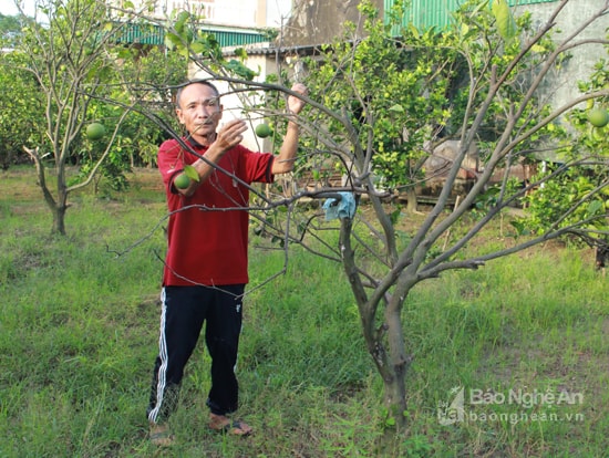 Gia đình ông Võ Văn Hòa ở xóm 1, xã Nghi Diên có nhiều cây cam bị chết do đất trồng bị ngập úng. Ảnh: Nhật Tuấn