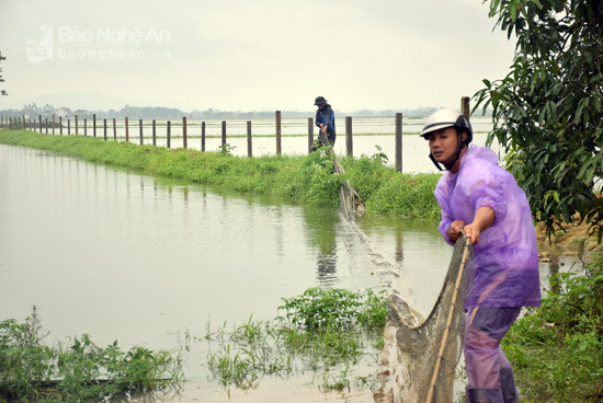  Anh Phan Hồng Lĩnh xóm 5, xã Nam Giang (Nam Đàn) ngâm mình kéo lưới chắn cá khi ao bị ngập nước. Ảnh: Xuân Hoàng