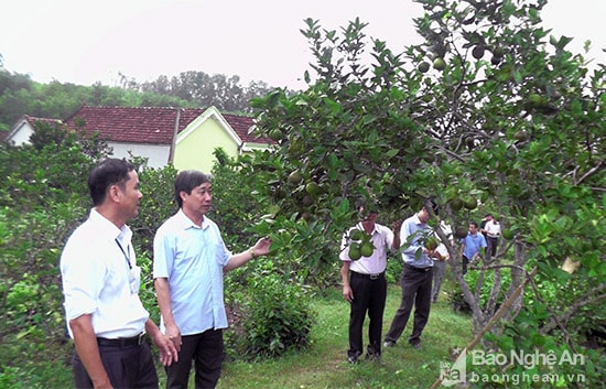 Thăm kinh tế vườn đồi tại gia đình ông Nguyễn Công Kiện, xã Minh Thành. Ảnh: Anh Tuấn