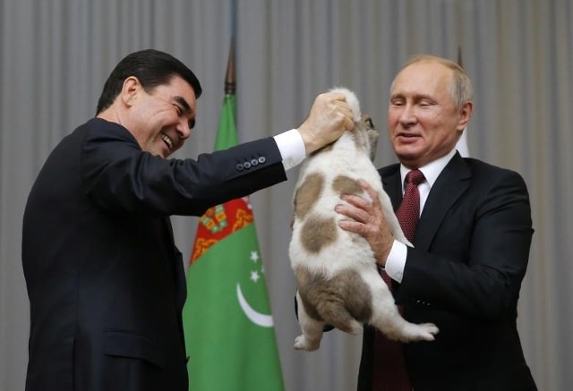 Tổng thống Turkmenistan Gurbanguly Berdimuhamedov giới thiệu một con chó chăn gia súc Turkmen, được biết đến với cái tên Alabai, với người đồng cấp Nga Vladimir Putin trong một cuộc họp ở Sochi, Nga ngày 11 tháng 10 năm 2017